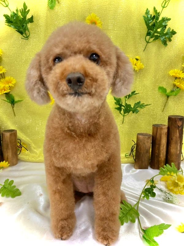 犬洗屋 AZULの写真