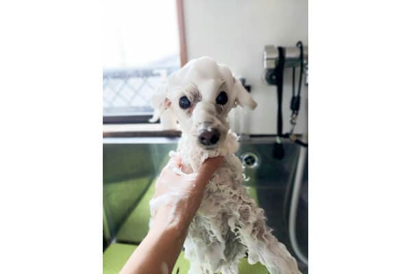 岡山市北区|トリミングルームYU to RI (犬/トリミングサロン・爪切り)の写真5