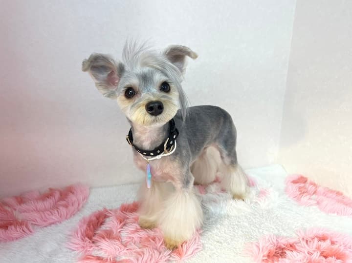 Pet salon cherieの写真