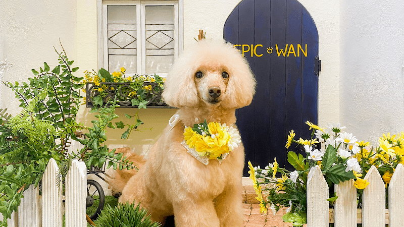 トリミングサロン EPIC-WAN【エピックワン】の写真