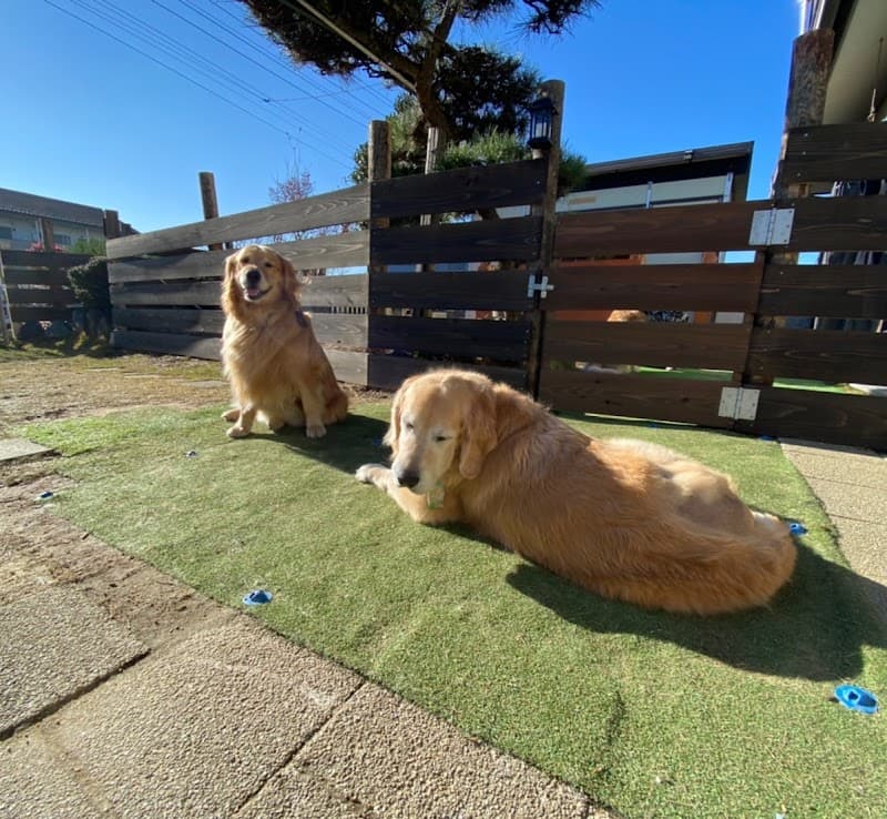 犬のホームステイ・シッター&グルーミング パモフの写真