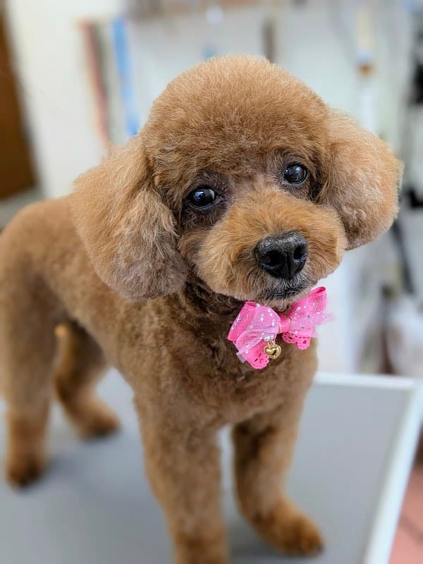 トリミングハウスひまわりの写真