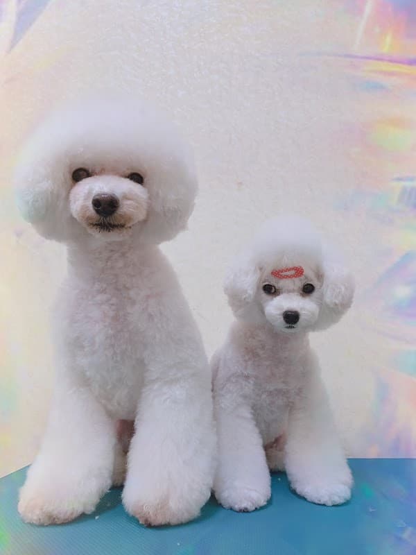 DogSalonMoriaの写真
