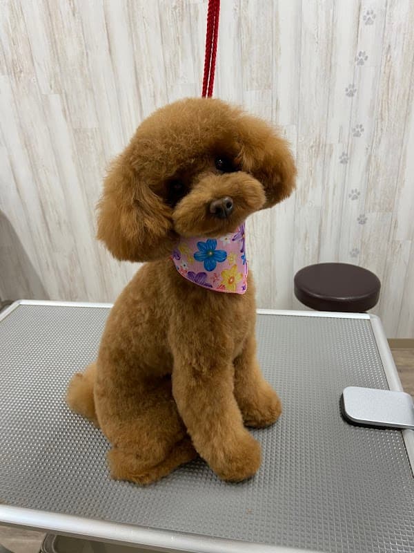DOG SALON柴犬の写真