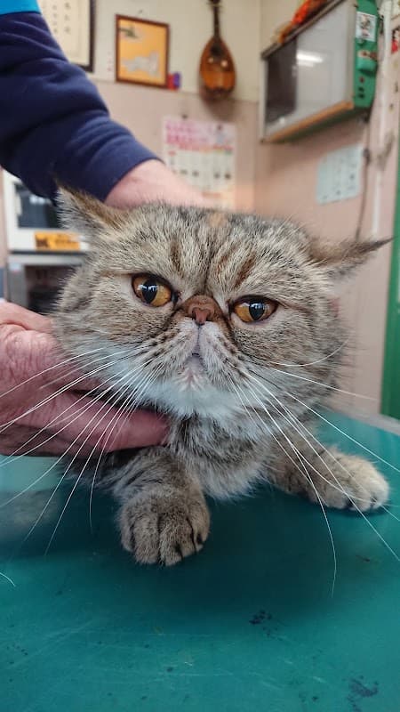 水内獣医科病院の写真