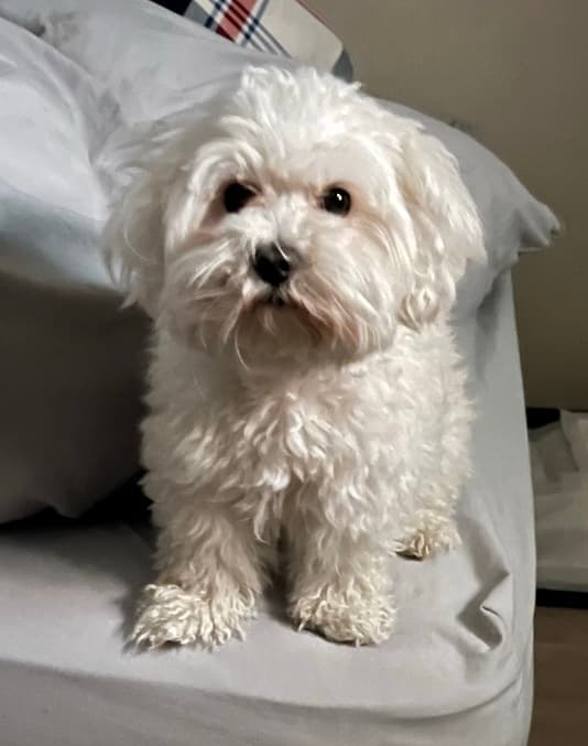 トリミングサロン Cocop!n,の写真3