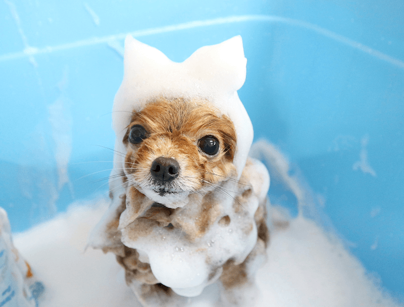 ペットサロンメルの写真