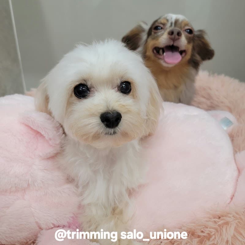 トリミングサロン&ホテルユニONEの写真