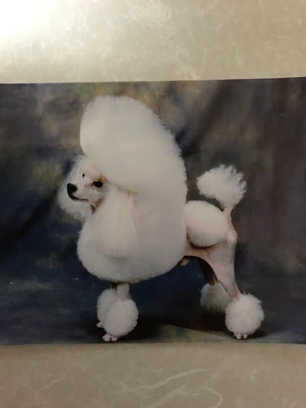 ドッグサロン ふーわんずの写真
