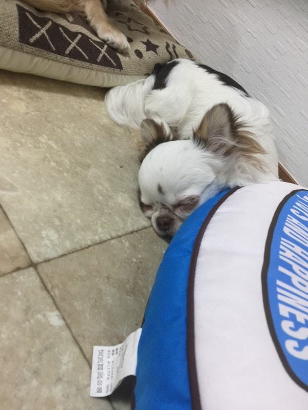 ぺっとハウスねねん家の写真