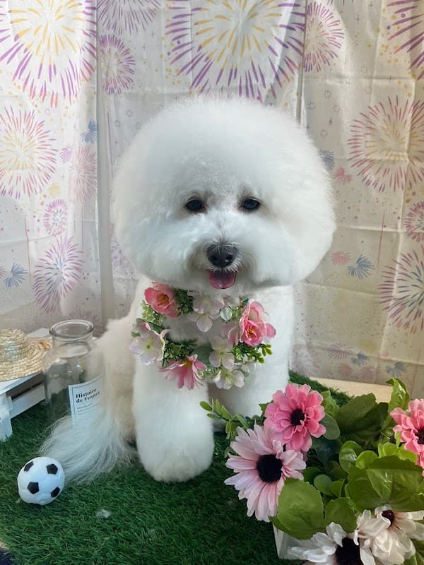 Dog Spa CEROの写真