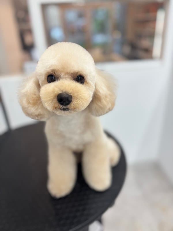 MERCURYDOG&CAT(ペットサロンマーキュリードッグアンドキャット)麻布店の写真2