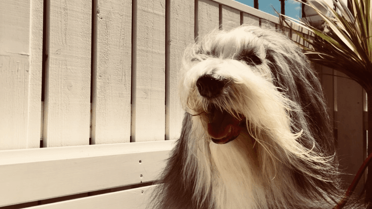 DogSalon&Spa 桜乃湯の写真