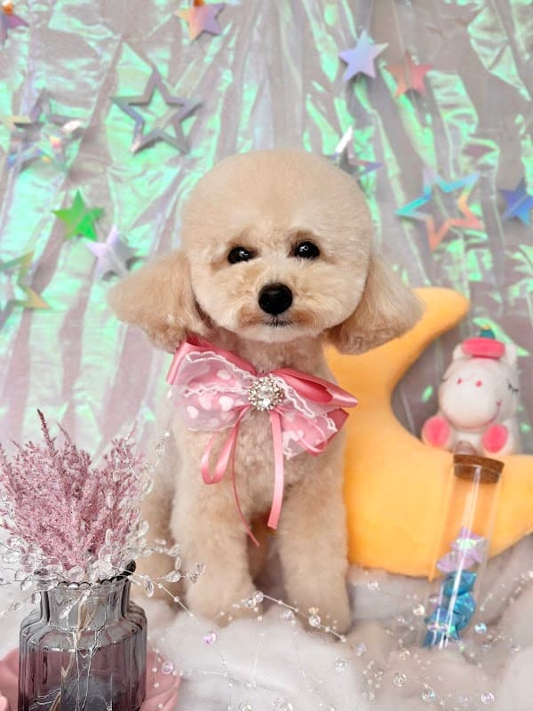 COLORER(クロレ)dogsalon 藤沢店の写真