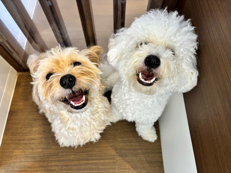 DOG SALON Lei 吉川美南店の写真1