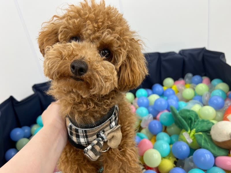 【PET CARE BEAUTE】ペットケアボーテの写真1