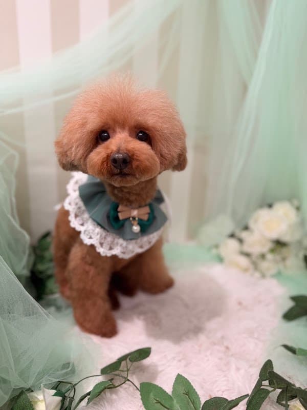【PET CARE BEAUTE】ペットケアボーテの写真4