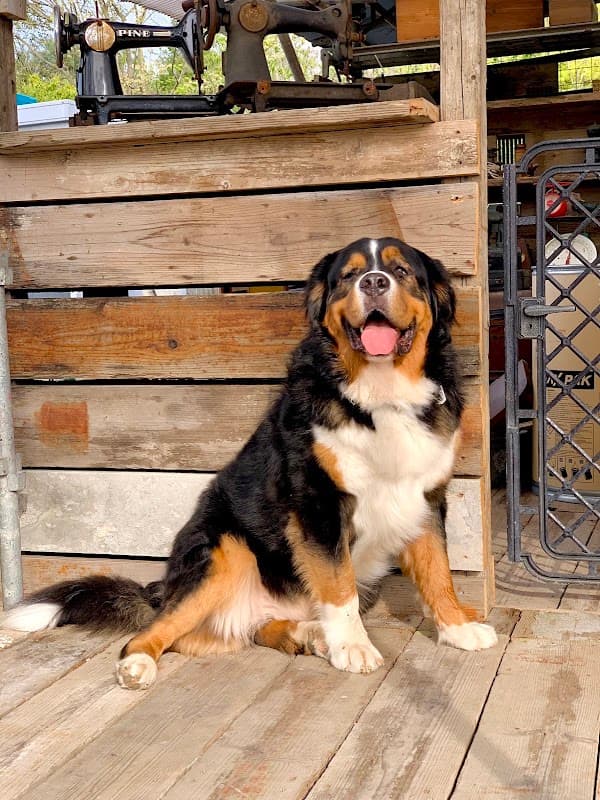 Ohana(オハナ)犬 しつけ、トレーニング、ペットホテル、一時預かり、ペットシッターの写真