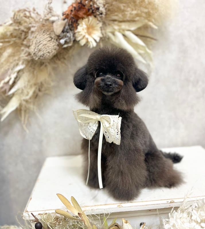 dog salon horohoro 名古屋の写真