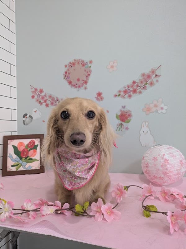 DogSalonゆるーとの写真