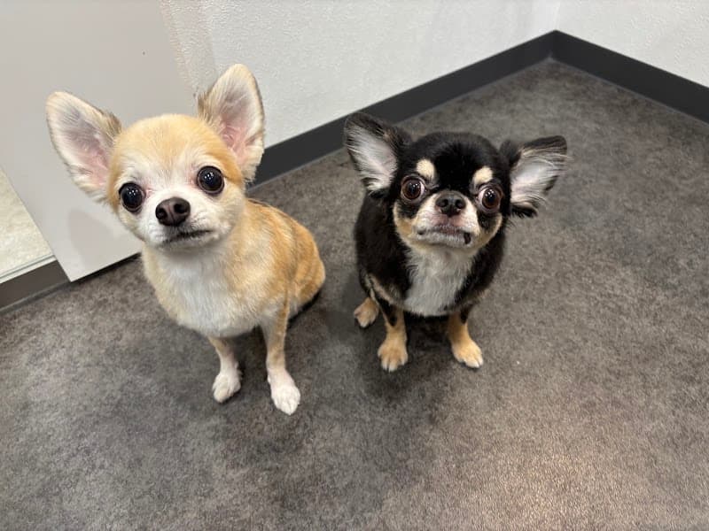 トリミング&ペットホテル (アニホック動物医療センター内)の写真2