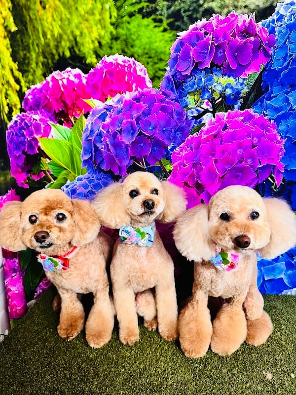Dog Salon LÜLÜN/ドックサロン ルルンの写真1