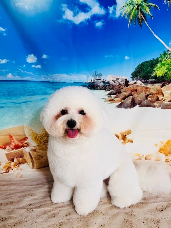 Dog Salon LÜLÜN/ドックサロン ルルンの写真3