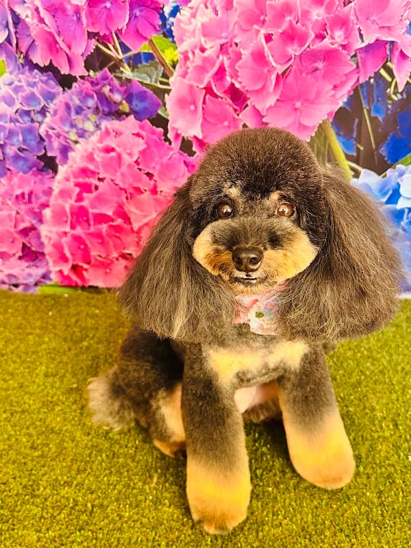 Dog Salon LÜLÜN/ドックサロン ルルンの写真5
