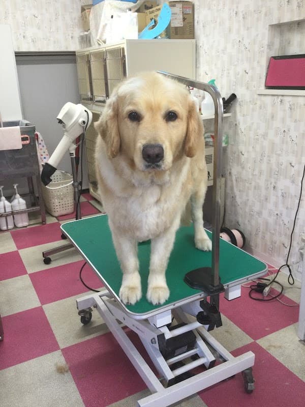 ペットグルーミングサロンちゃむちゃむの写真