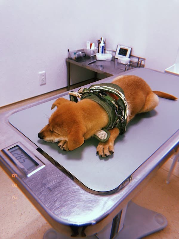 はらさき動物病院の写真