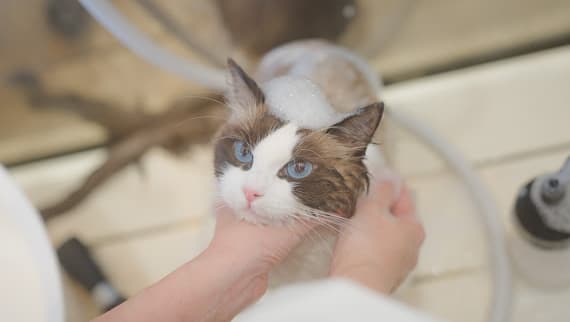 猫専門トリミング・ホテル RAGMEEの写真1