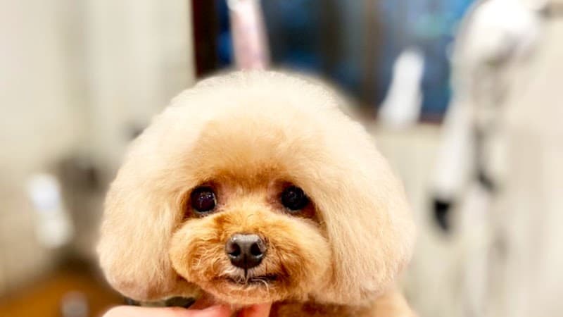 DOG SALON Iris ドッグサロンアイリスの写真