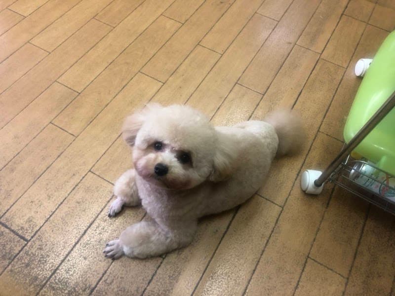 ドッグサロンアエルの写真