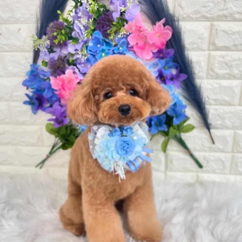 Dog Trimming Salon Sally玉川学園店の写真