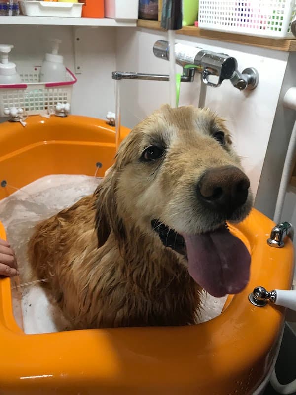 わんこのとこや 洗犬屋の写真