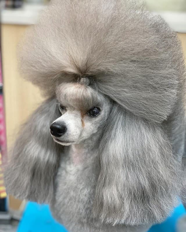 ドッグサロン いろはの写真