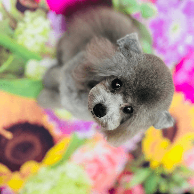 dogspamerryの写真