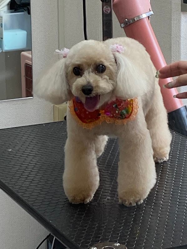ペットサロンWANWAYの写真