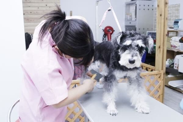 DogAmigo 竹の塚店の写真3