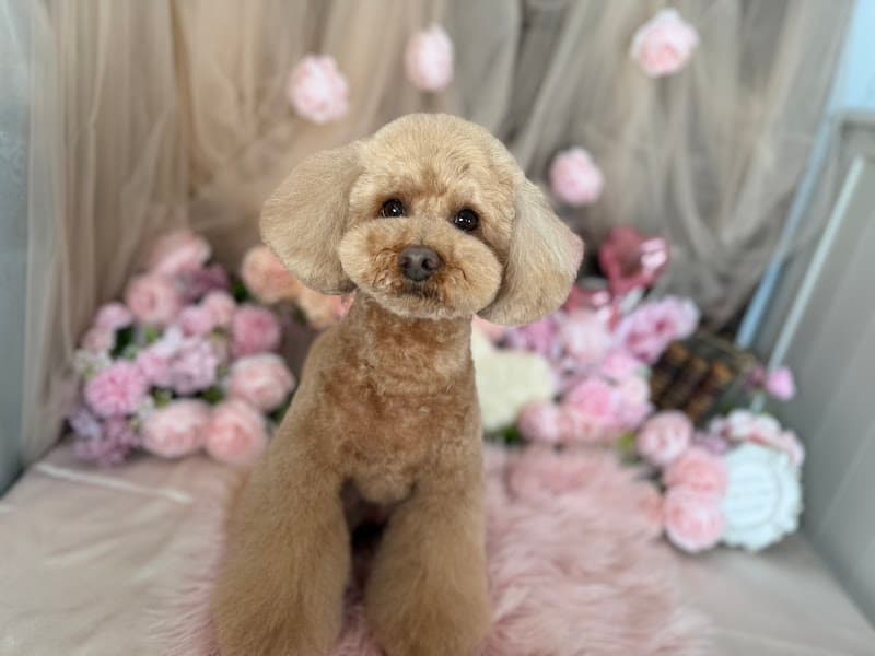 Dog Salon M's-Oneの写真