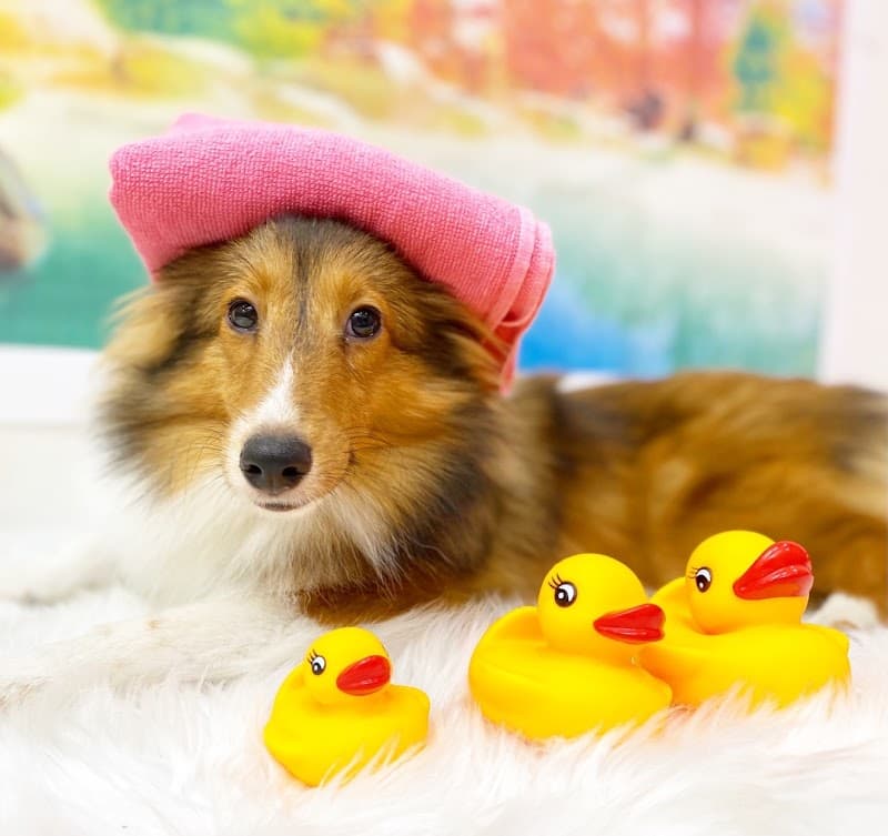 ペットサロンエムズの写真1
