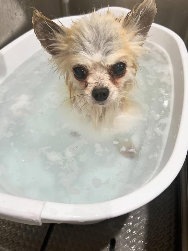 PETSALON IDY (ペットサロンイディ)の写真