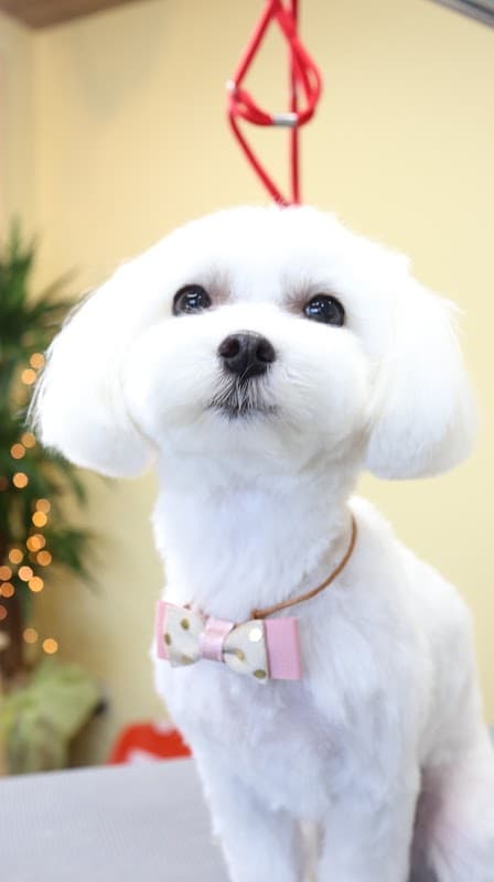 犬のトリミングサロンDOGHUG│ドッグハグの写真2