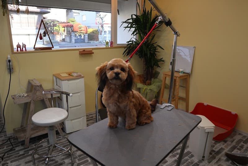 犬のトリミングサロンDOGHUG│ドッグハグの写真6