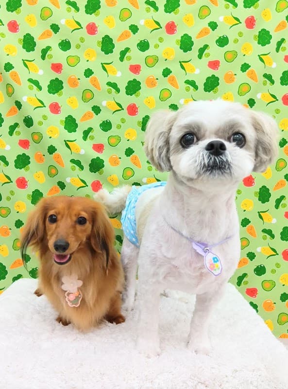 Dog Salon Orange Pekoの写真