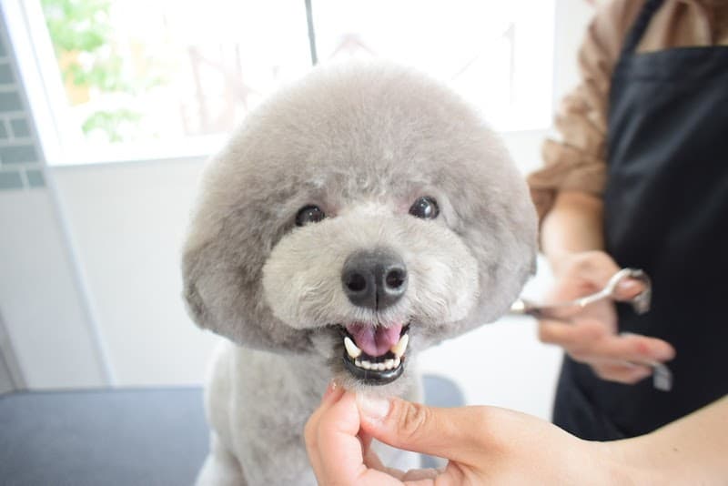 トリミングサロン&ペットホテルわんるーむの写真1