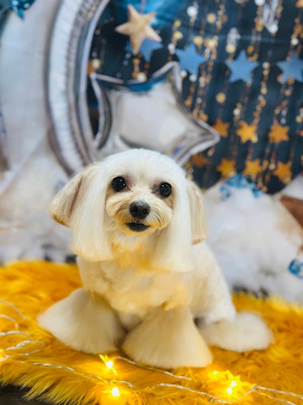private dog salon moja_runrun プライベートドッグサロンもじゃるんるんの写真