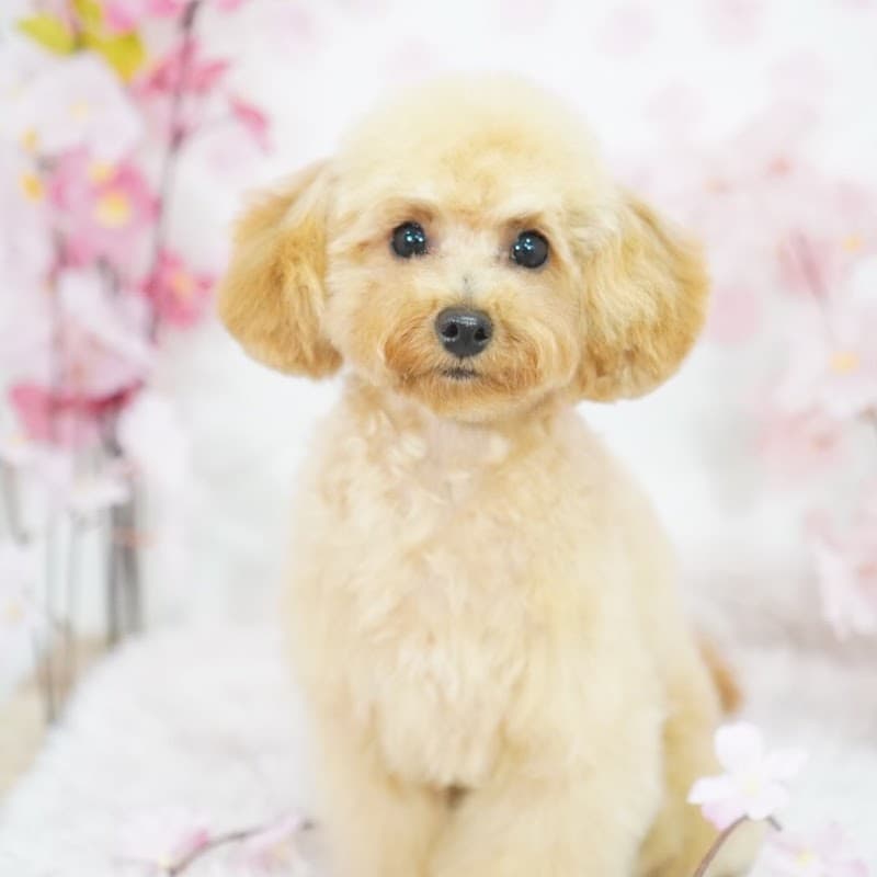 PET HOTEL&SALON JUYELL|千葉の写真