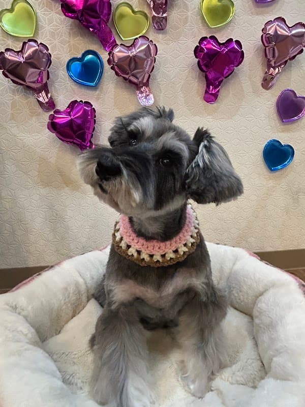 犬のトリミングサロン SmileDogs スマイルドッグスの写真