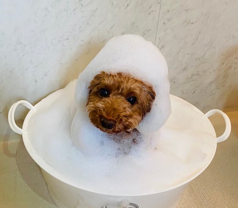Dog Salon CREMOCA 横浜の写真
